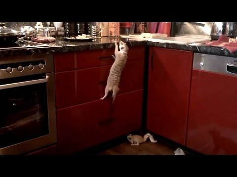 Сурикат штурмует кухонный стол Сурикат штурмует кухонный стол
