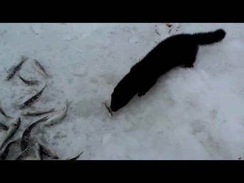 Норка ворует рыбу Норка ворует рыбу