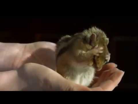 Маленький, миленький бурундучок Маленький, миленький бурундучок