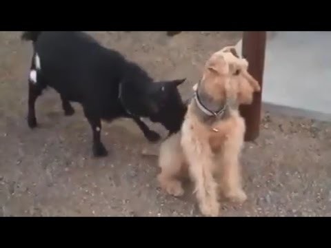 Как надо реагировать на Козлов! Как надо реагировать на Козлов!