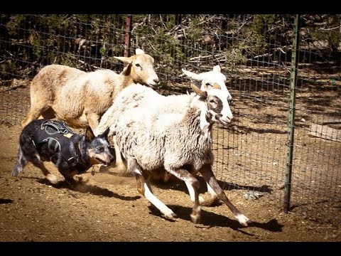 Настоящий пастух!!! Настоящий пастух!!!
