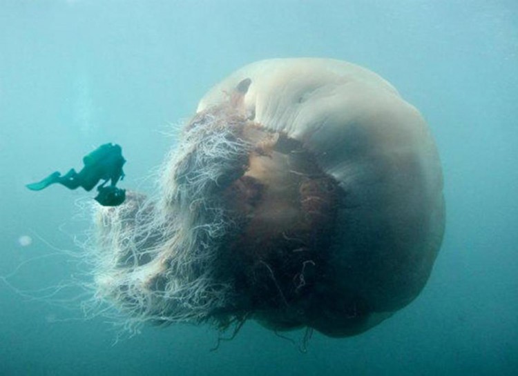 3. Представь, КАК жалит эта медуза вода, страх