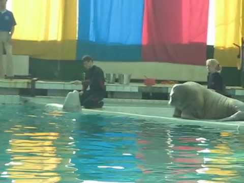 Певица белуха Певица белуха