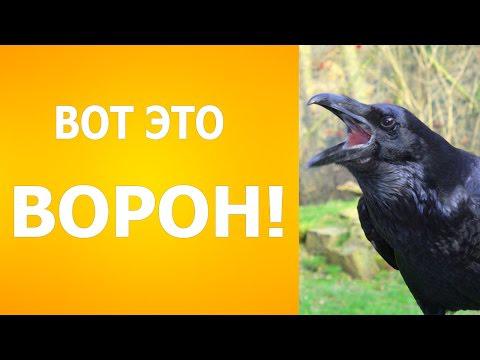 Это не мокрая курица! Это мокрый ворон! Это не мокрая курица! Это мокрый ворон!