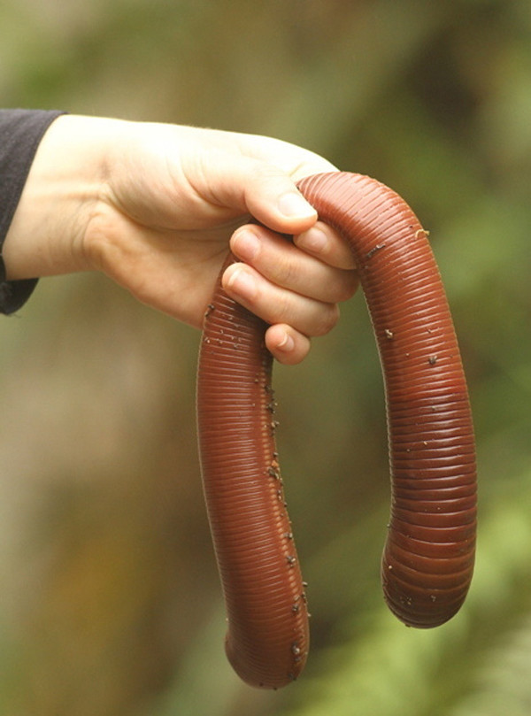 23. Дождевые черви достигают гигантских размеров. австралия, животное, опасность