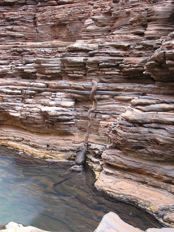 2. Питоны достигают таких размеров, что способны достать из воды валлаби австралия, животное, опасность