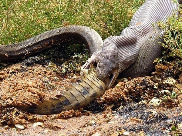 15. Но змеи едят даже крокодилов австралия, животное, опасность