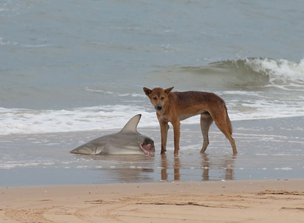 9. Собаки Динго опасны. Даже для акул. австралия, животное, опасность