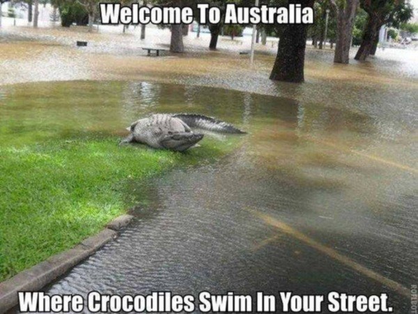 14. Добро пожаловать в Австралию, где крокодилы плавают по твоей улице австралия, животное, опасность