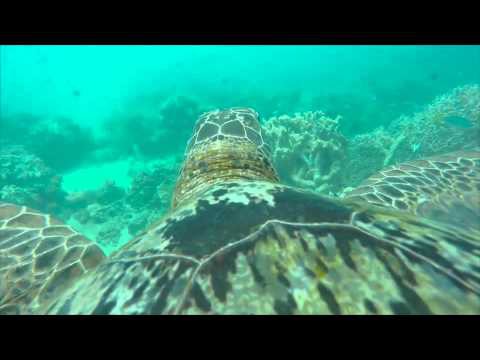 Морская черепаха провела экскурсию по дну Морская черепаха провела экскурсию по дну