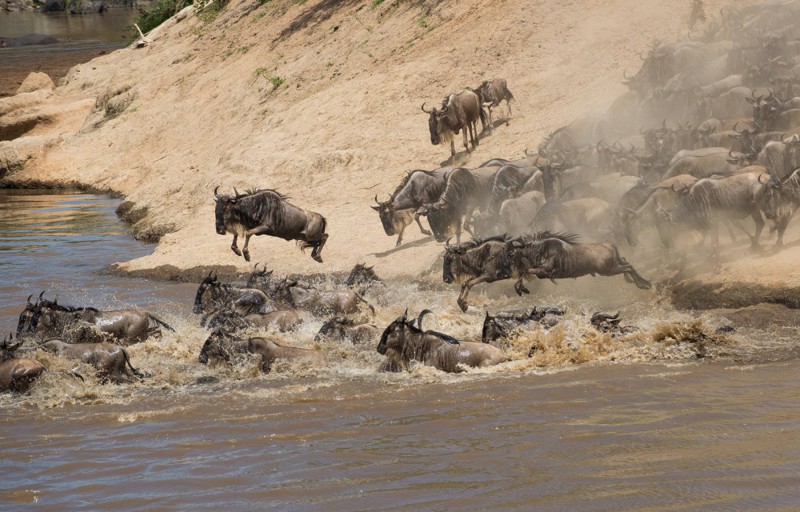 Посмотреть на миграцию антилоп гну в парке Серенгети в Африке мир, отдых, познавательно., природа, путешествия, страны
