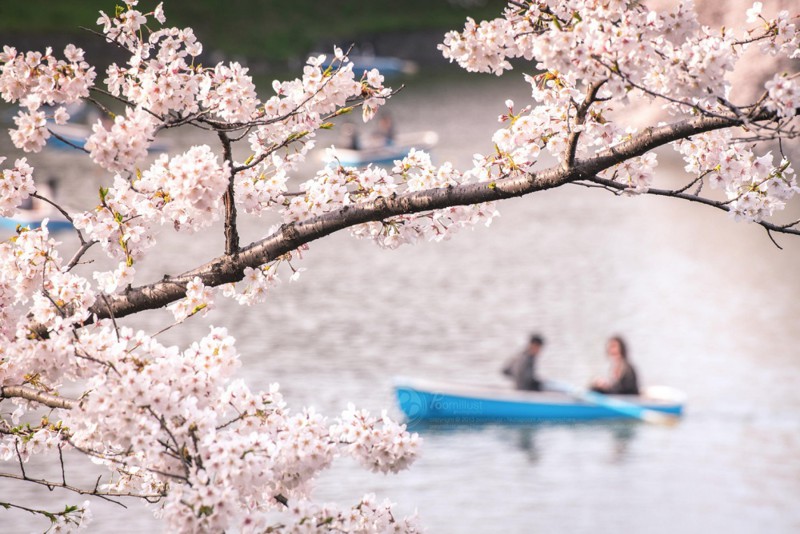 Прогуляться под цветущей сакурой в Киото мир, отдых, познавательно., природа, путешествия, страны