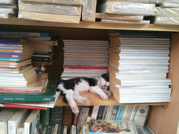 28. Сон в библиотеке котенок, сон