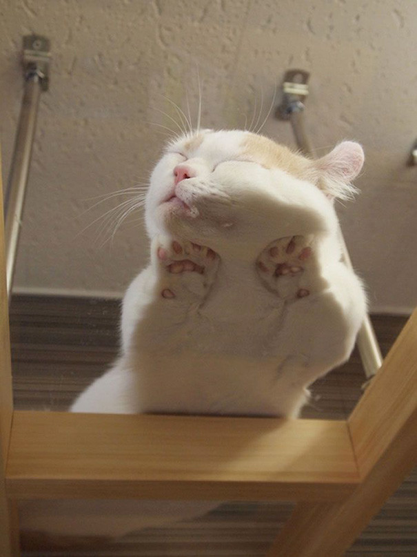 11. Сон на стеклянном столе котенок, сон