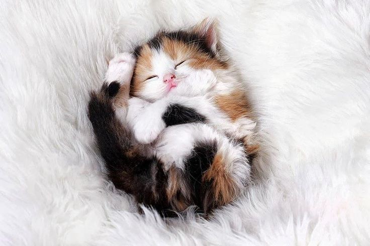 6. Сладкие сны котенок, сон
