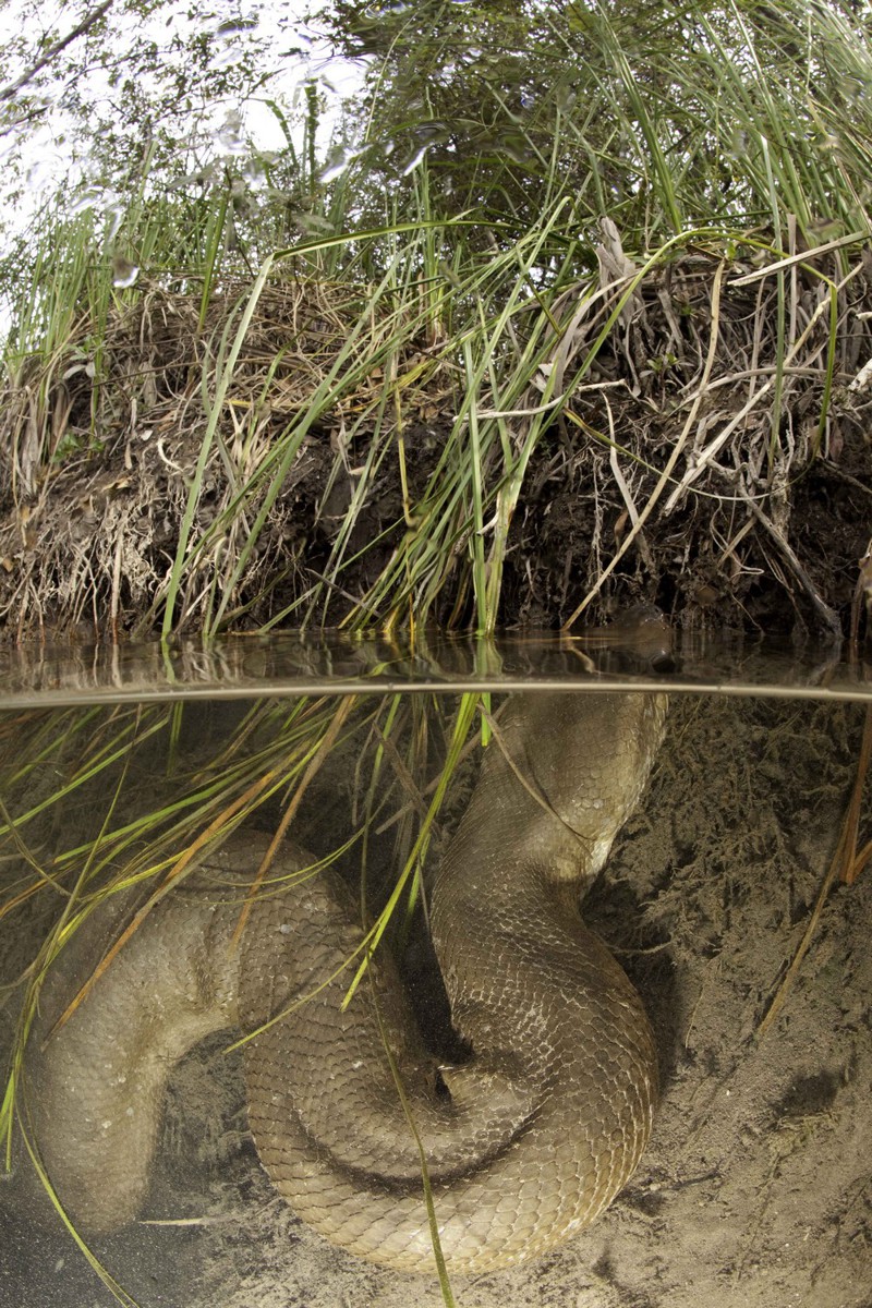 Удивительные фотографии гигантской анаконды анаконда, дайвер, экстрим