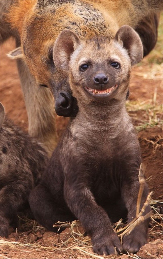 А вы знали, что животные умеют улыбаться? животные, улыбка