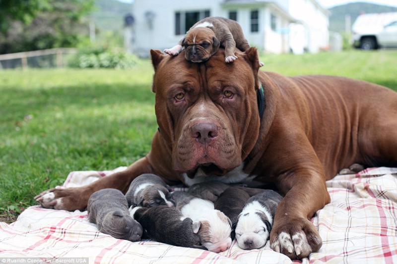 Самый большой питбуль в мире обзавелся восемью щенками животные, питбуль, собака, щенки