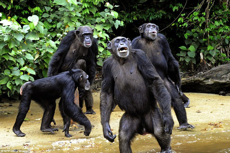 Как спасают от голода шимпанзе, брошенных после проведения над ними медицинских экспериментов волонтеры, животные, медицина, спасение, шимпанзе, эксперимент