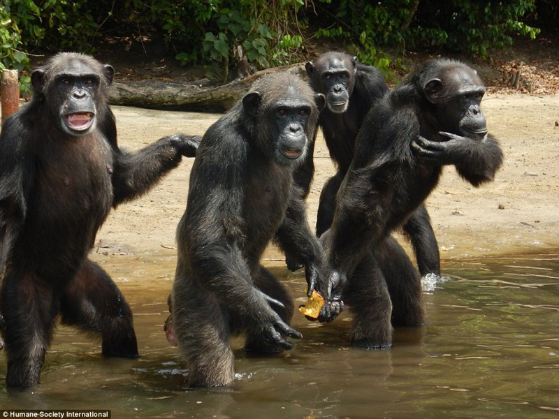 Как спасают от голода шимпанзе, брошенных после проведения над ними медицинских экспериментов волонтеры, животные, медицина, спасение, шимпанзе, эксперимент
