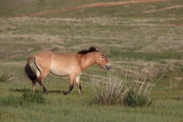  Лошадь Пржевальского. животные, красная книга, факты