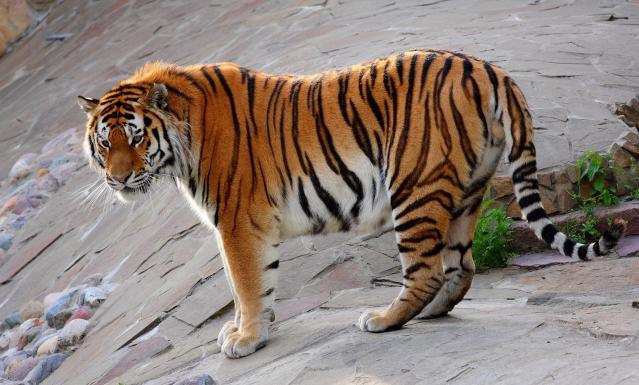 Амурский тигр. животные, красная книга, факты