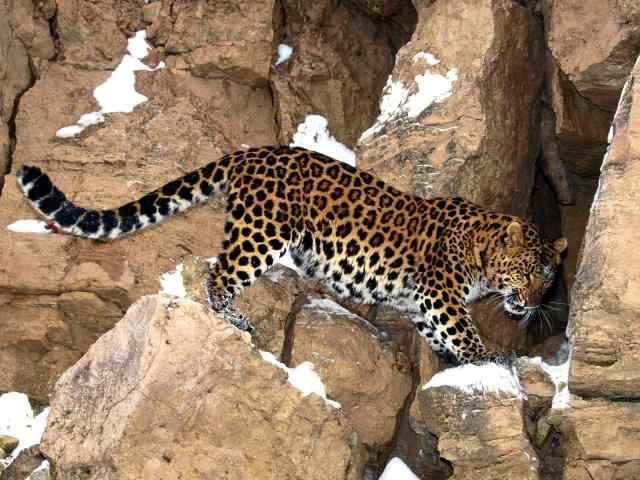 Дальневосточный (амурский) леопард. животные, красная книга, факты