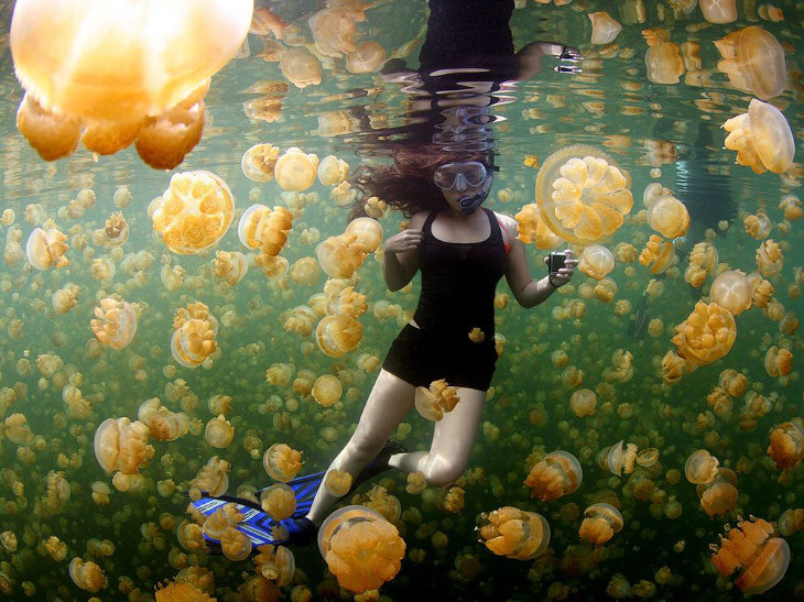Золотые медузы на озере в Палау. national geographiс, животные, люди