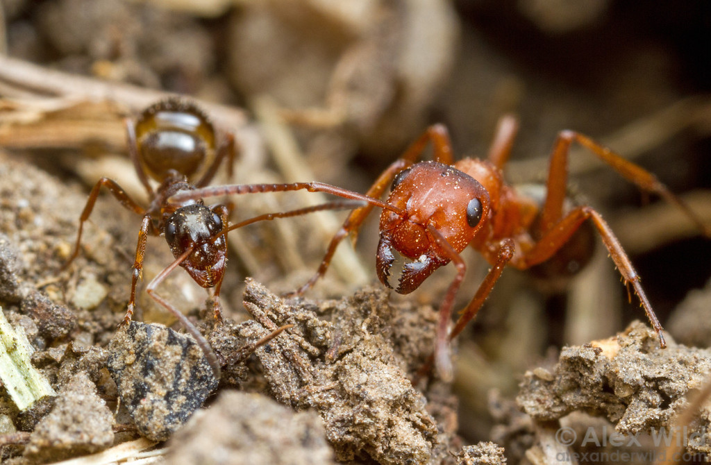 муравьев неучтенный 3 скачать fb2