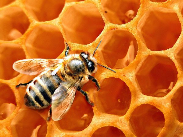 Как пчёлы из нектара делают мёд