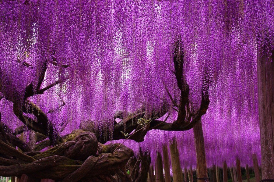 Глициния, Япония деревья, красота, мир