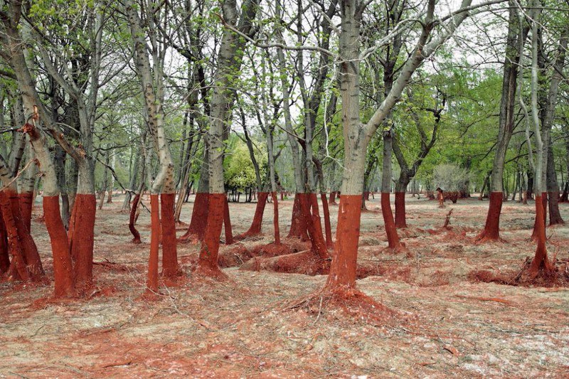 Лес после аварии на алюминиевом заводе в Венгрии, виден четкий след уровня красного шлама. без фотошопа, фото