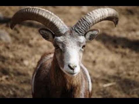 Как баран грузина на место поставил! Как баран грузина на место поставил!