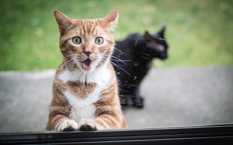 11 глупых котов, которые никак не могут понять, как работают стёкла гифки, кот, стекло