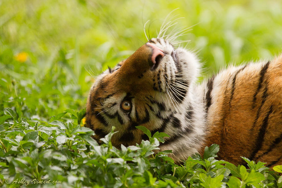 Тигры – дикий животный магнетизм в 25 потрясающих фотографиях животные, тигры, фото