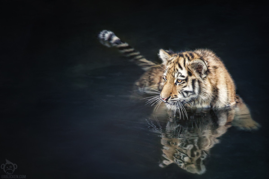 Тигры – дикий животный магнетизм в 25 потрясающих фотографиях животные, тигры, фото
