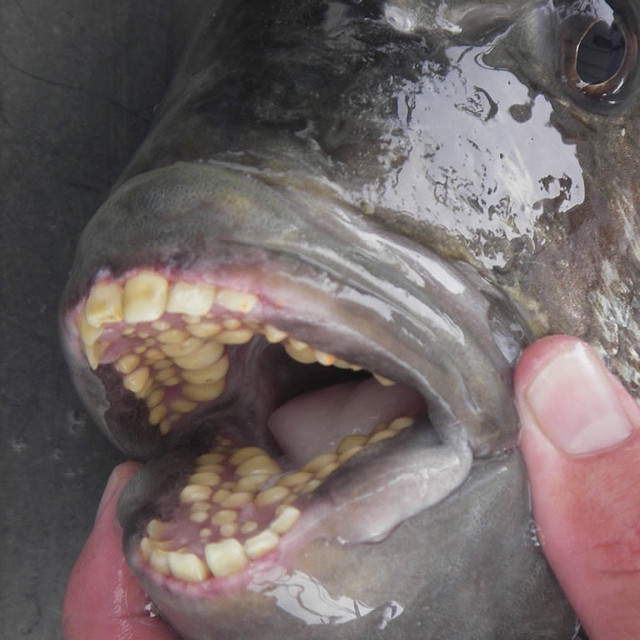 21. Рыба с человеческими зубами красота, удивительное рядом, фото, фотошоп