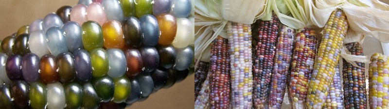 10. Кукуруза с "драгоценными" зёрнами красота, удивительное рядом, фото, фотошоп