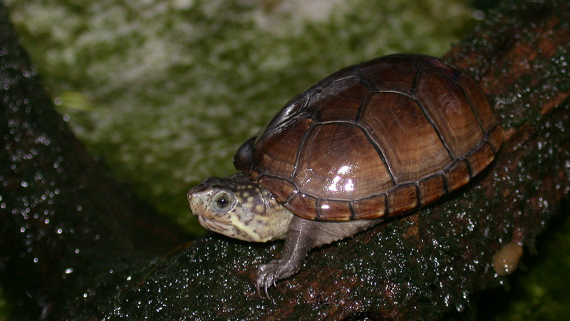 7. Самая маленькая черепаха. животные, интересное, самые маленькие животные