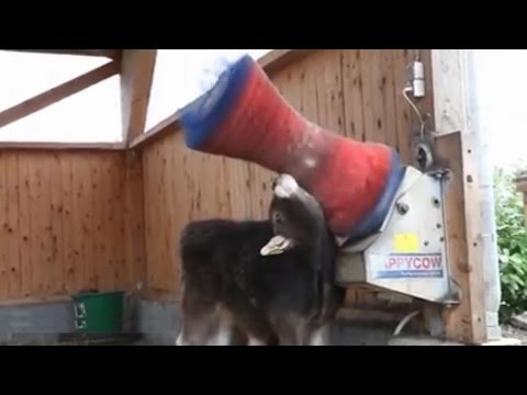 Телячьи нежности Телячьи нежности