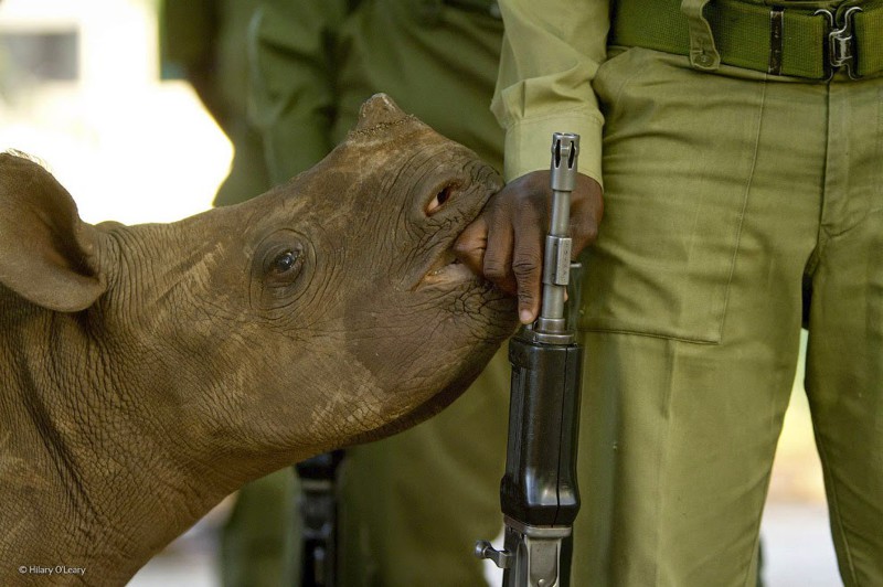 4. Маленький чёрный носорог и его охрана. Вооружённые солдаты приставлены ко всем чёрным носорогам, чтобы защищать их от браконьеров. В итоге животные начинают воспринимать солдат как членов семьи. интересное, фото