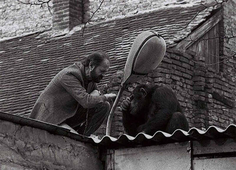 6. Директор Белградского зоопарка уговаривает сбежавшего шимпанзе по кличке Сами вернуться в зоопарк, 1988 год. интересное, фото
