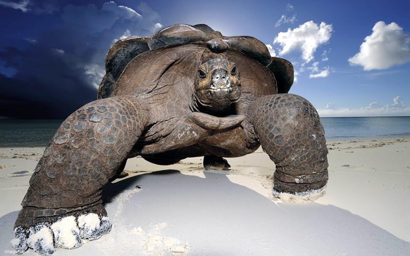 9. Черепаха с необычного ракурса кажется гигантом. интересное, фото