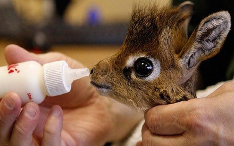 24. Детёныш жирафа. интересное, фото