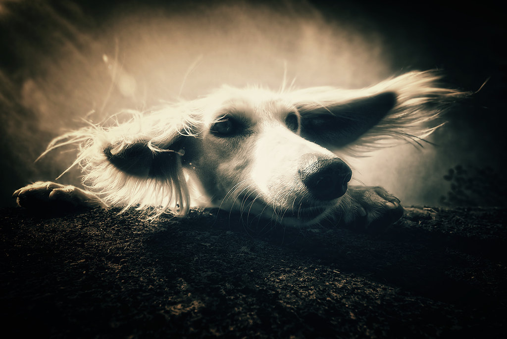 Забавные фотографии собак от фотографа Alyat животные, собаки, фото