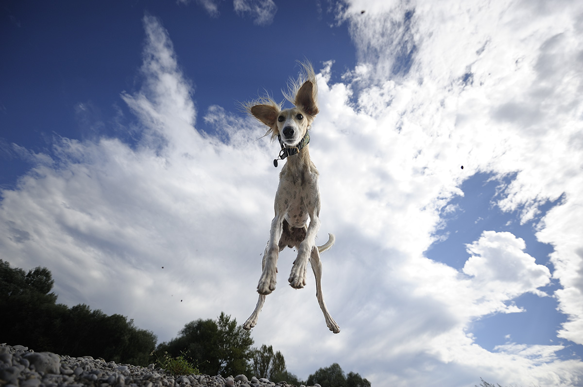 Забавные фотографии собак от фотографа Alyat животные, собаки, фото
