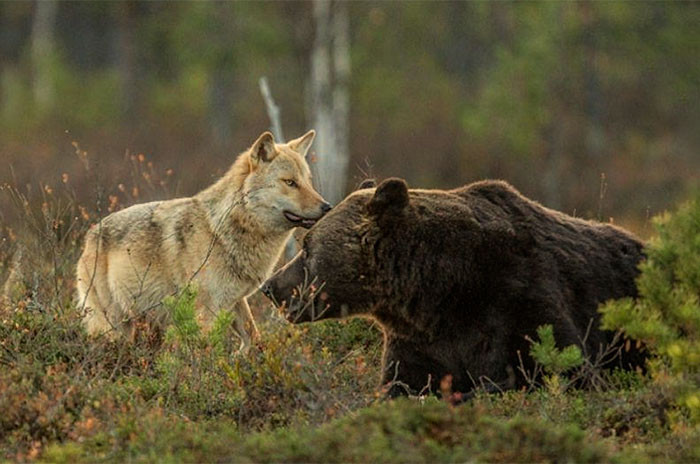 Суровая дружба бурого медведя и волчицы, в которую сложно поверить волк, дружба, животные, медведь