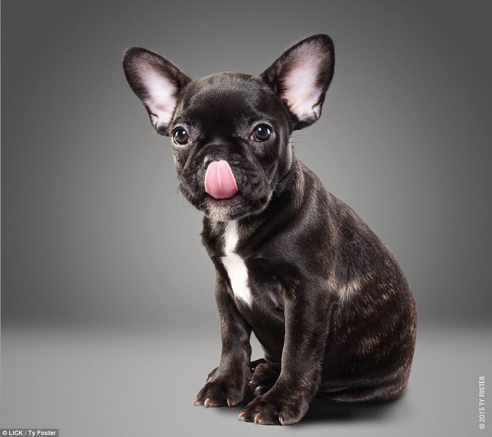 Это Зельда - милый маленький французский бульдог, участвовавший в проекте животные, смешные животные, собаки
