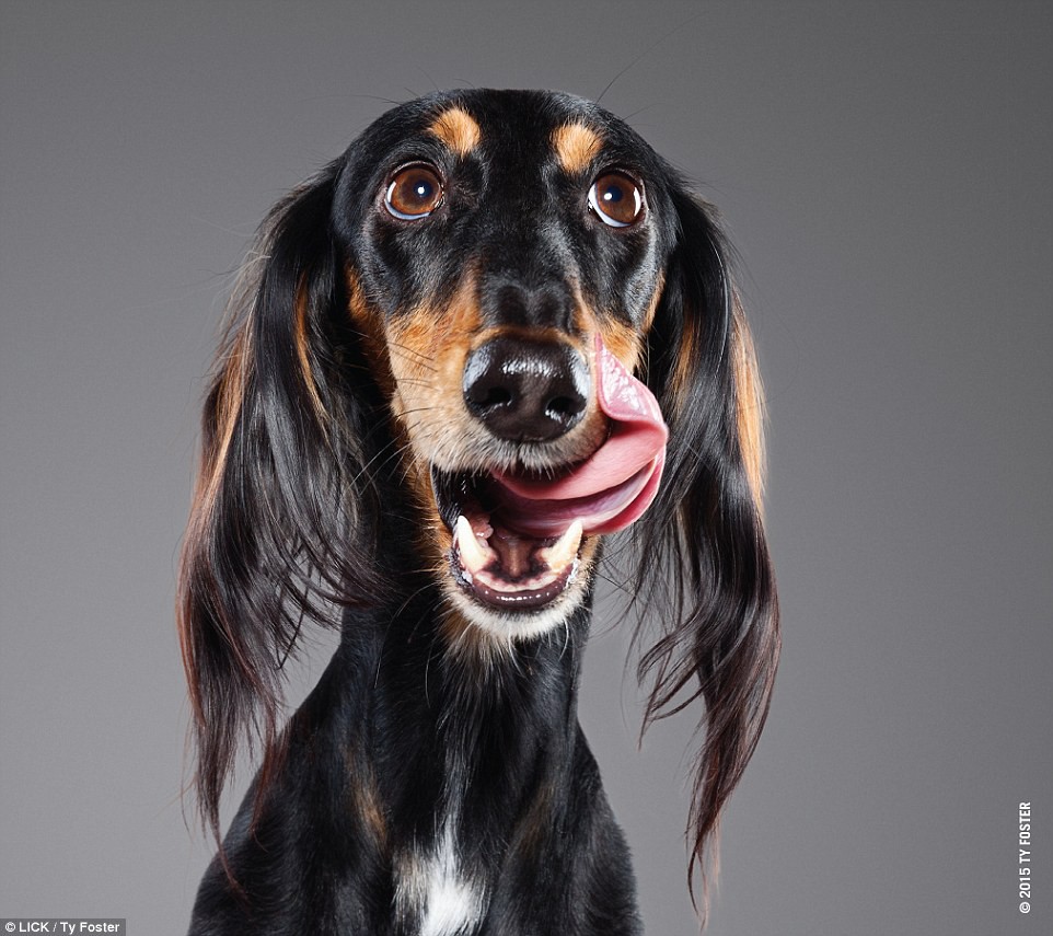 Фотограф создаёт коллекцию снимков собак, лижущих свои носы животные, смешные животные, собаки