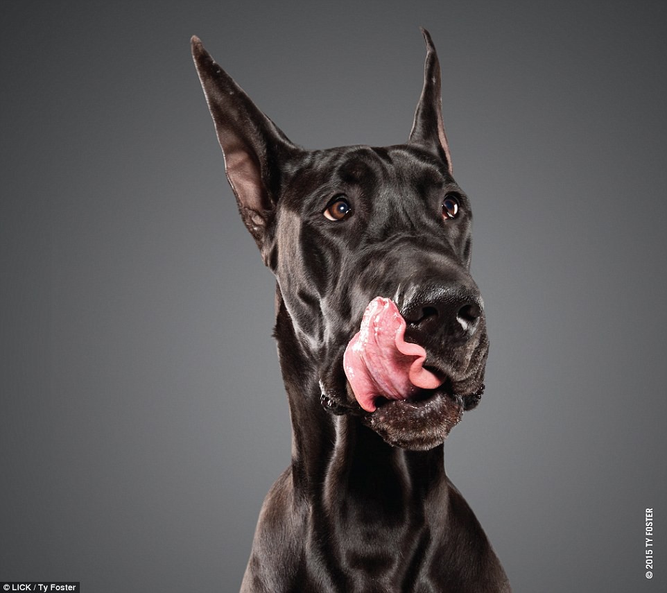 Фотограф создаёт коллекцию снимков собак, лижущих свои носы животные, смешные животные, собаки